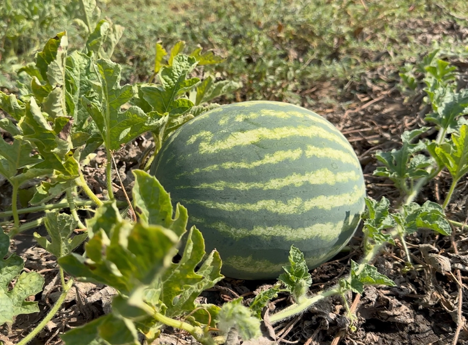 Wassermelone liegt auf dem Feld einer Plantage in Rumänien (Foto)