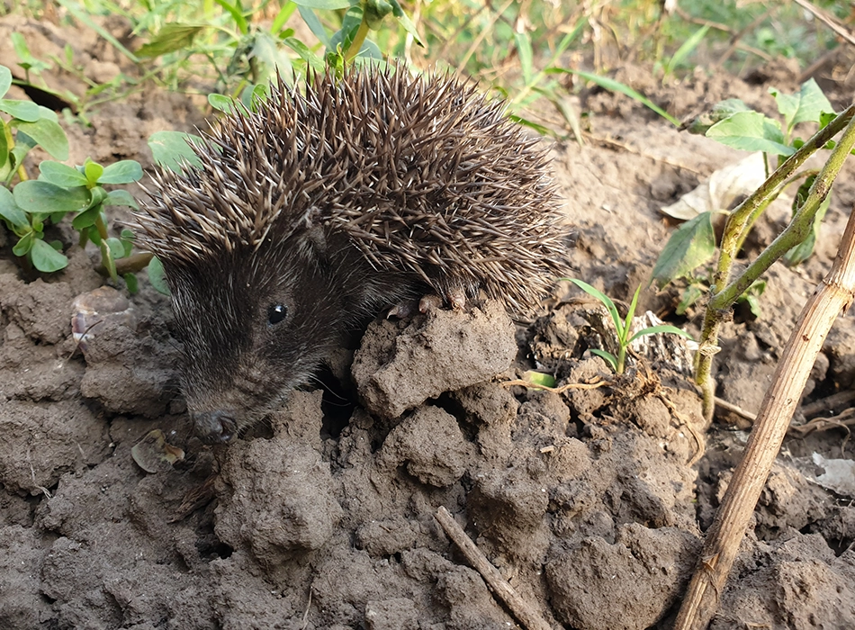 Kleiner Igel auf dem Boden (Foto)